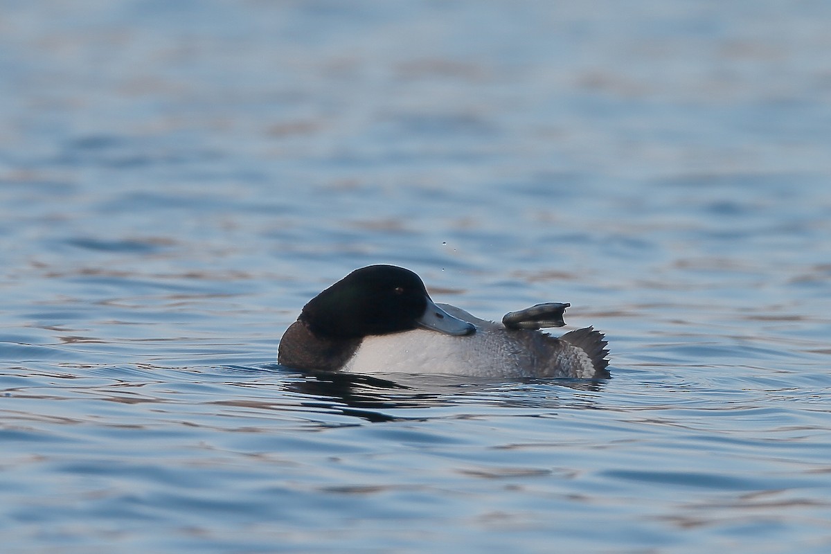 Greater Scaup - ML234901581