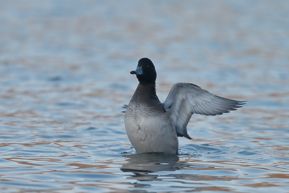 Greater Scaup - ML234901671