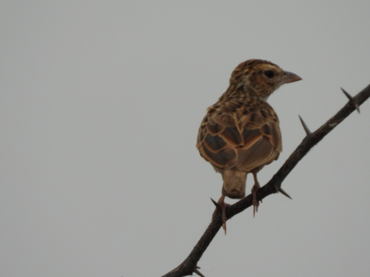 Indian Bushlark - Lakshmikant Neve