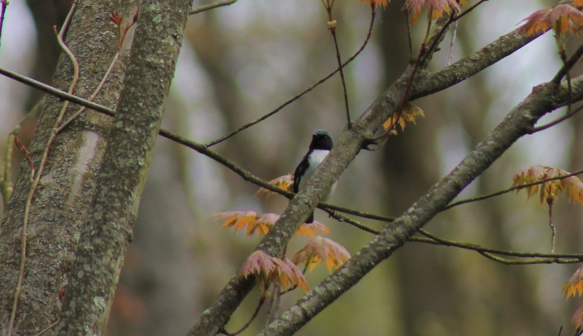 Black-throated Blue Warbler - ML234903271