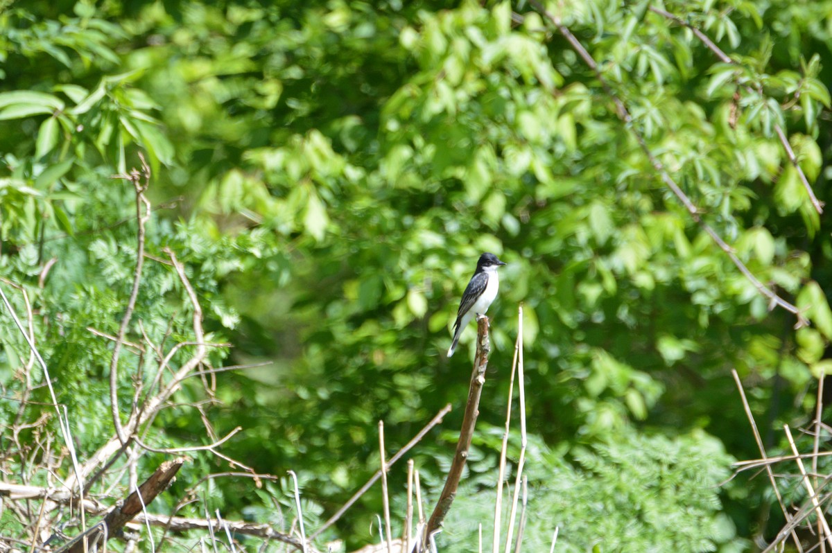 オウサマタイランチョウ - ML234904611