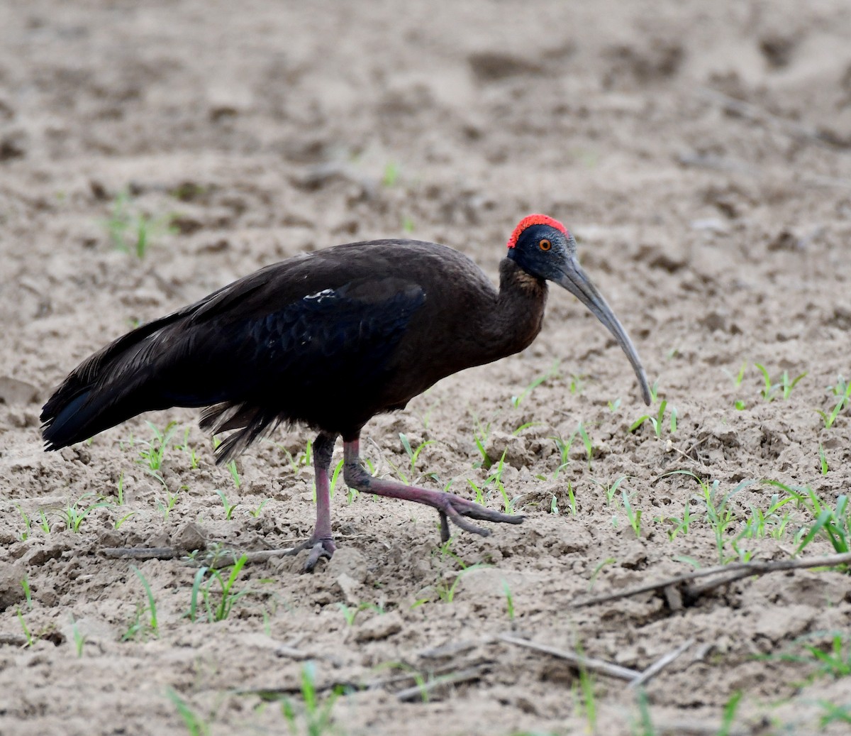 Red-naped Ibis - ML234905631