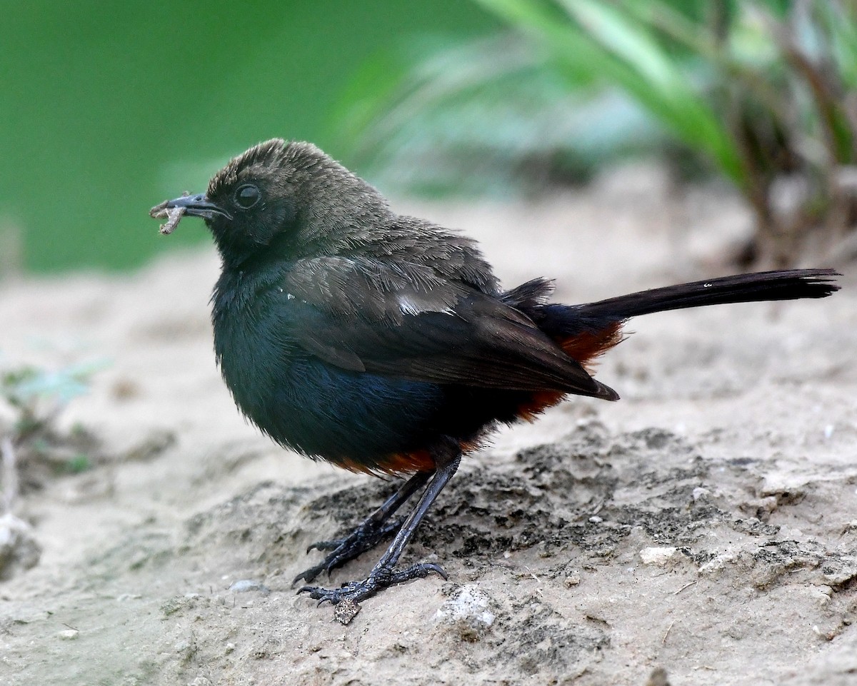 Indian Robin - ML234906371