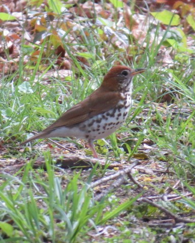 Wood Thrush - ML234906481