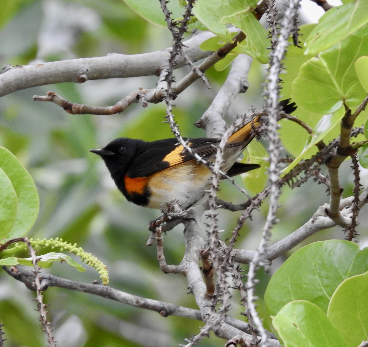 American Redstart - ML234906951