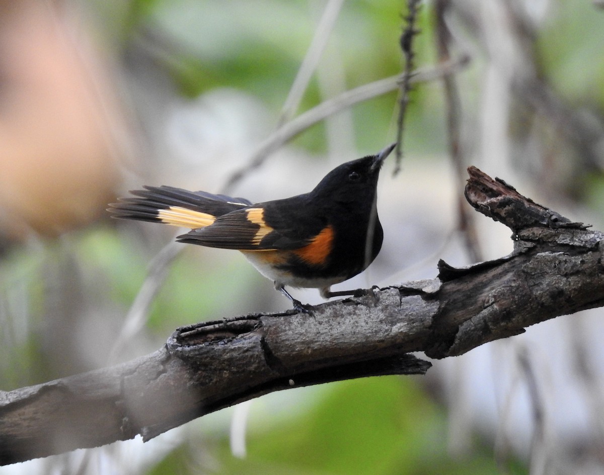 American Redstart - ML234906971