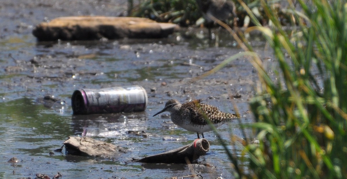 Шугуйн хөгчүү - ML234908221