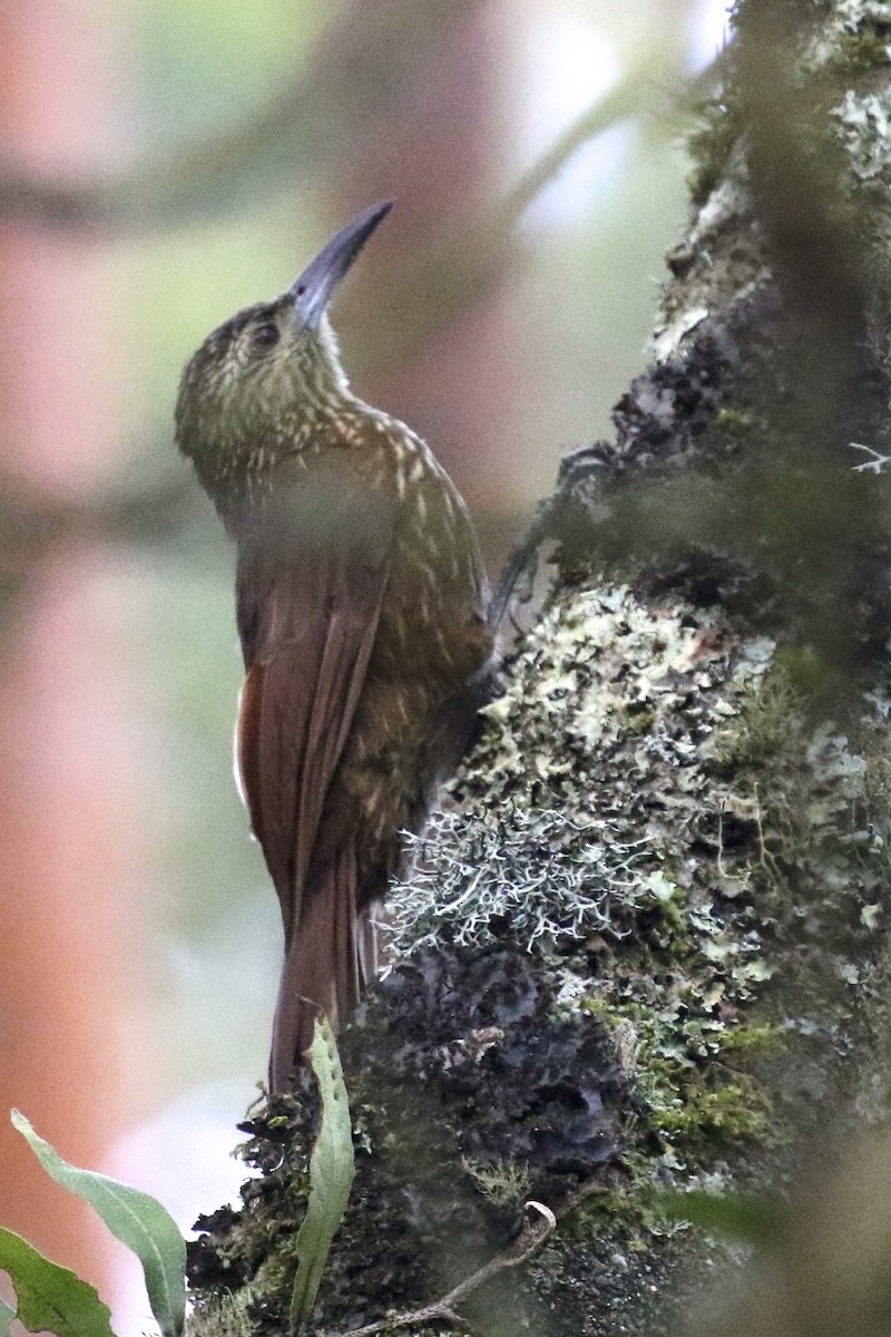 Strong-billed Woodcreeper - ML23490871
