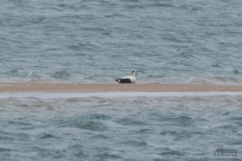 Common Eider - ML234911591