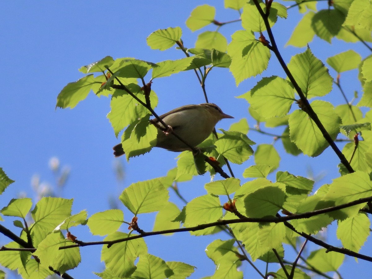 Worm-eating Warbler - ML234911981