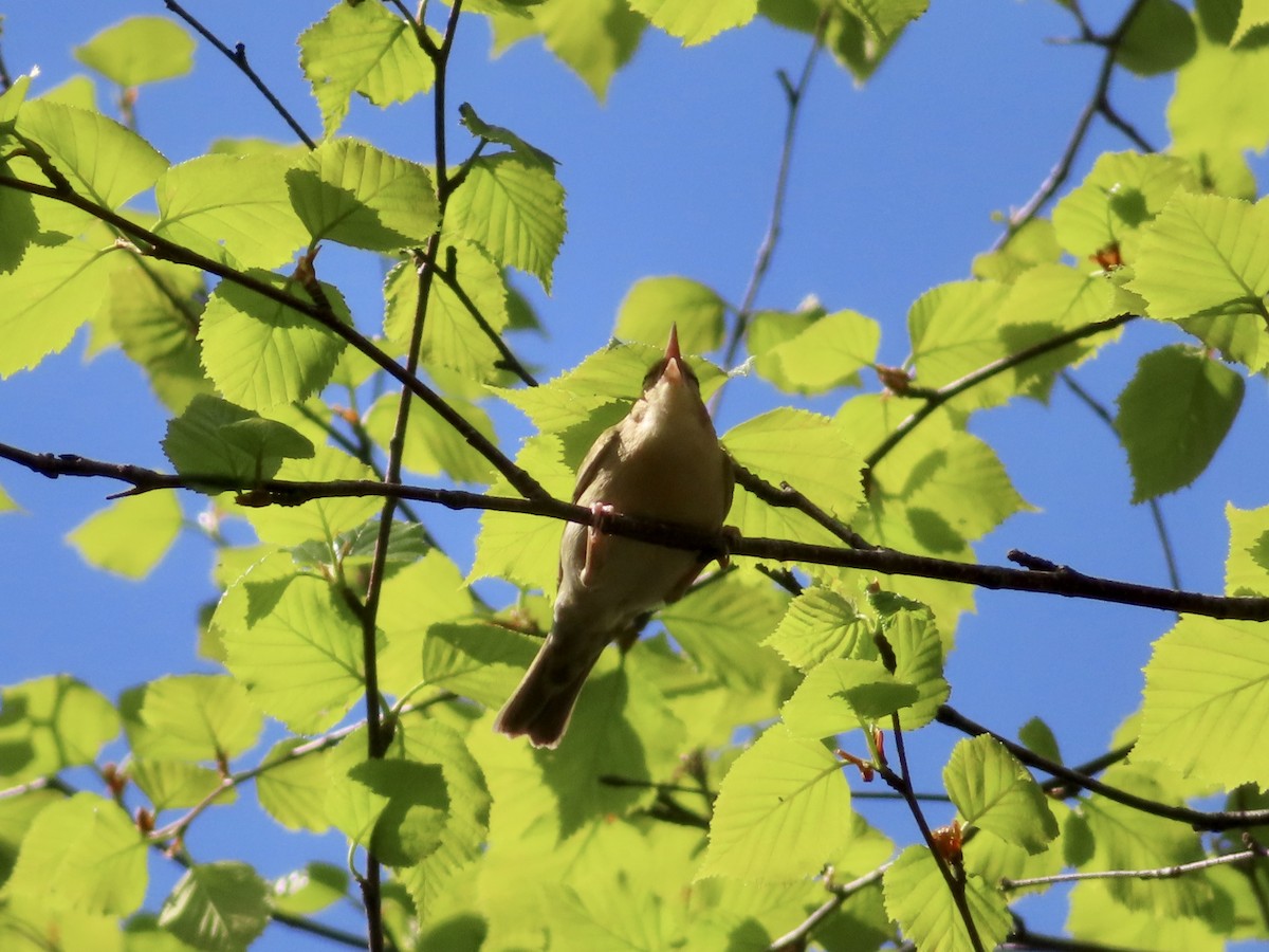 Worm-eating Warbler - ML234911991