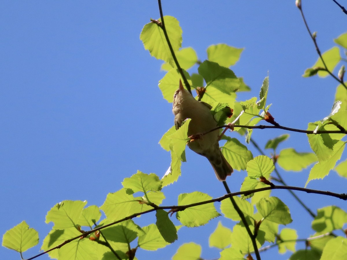 Worm-eating Warbler - ML234912011