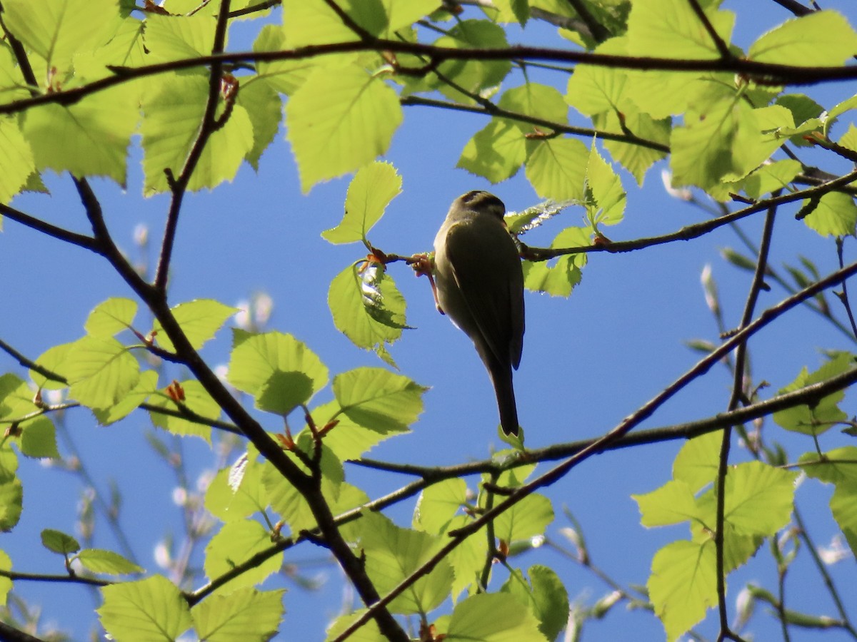 Worm-eating Warbler - ML234912021