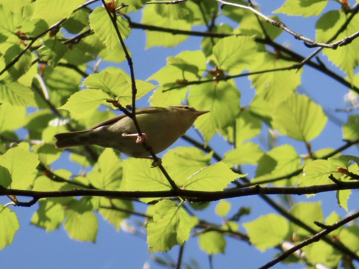 Worm-eating Warbler - ML234912041