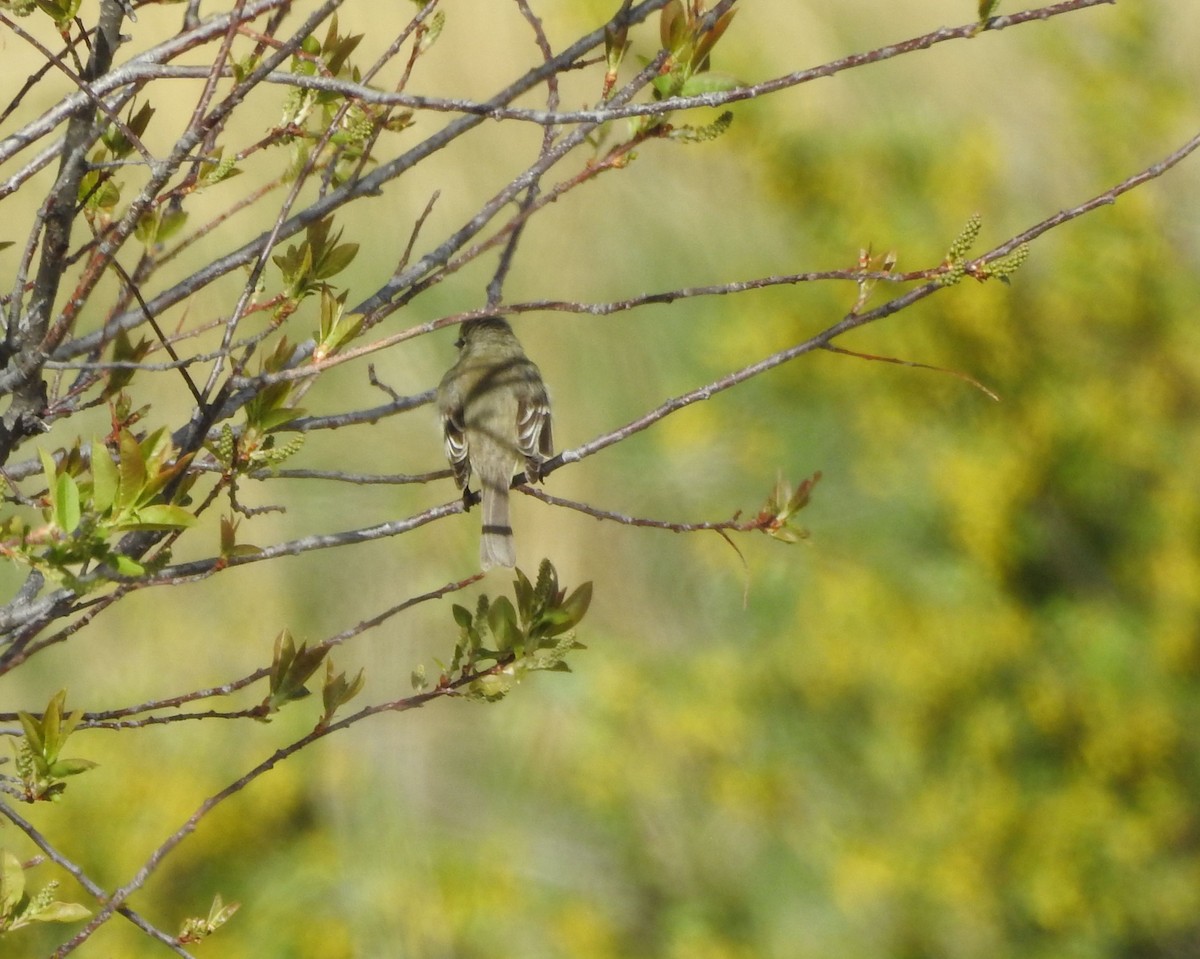 Dusky Flycatcher - ML234912121