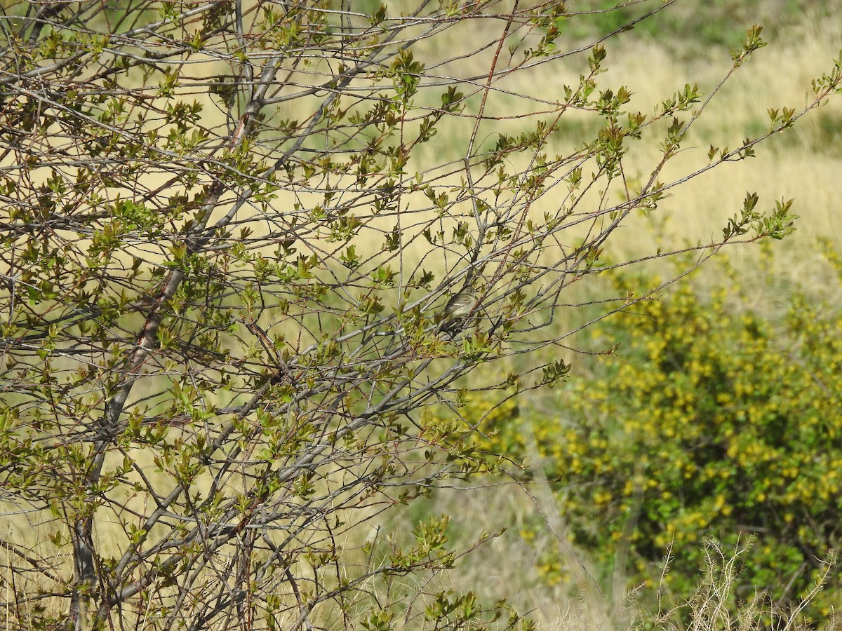 Dusky Flycatcher - ML234912311