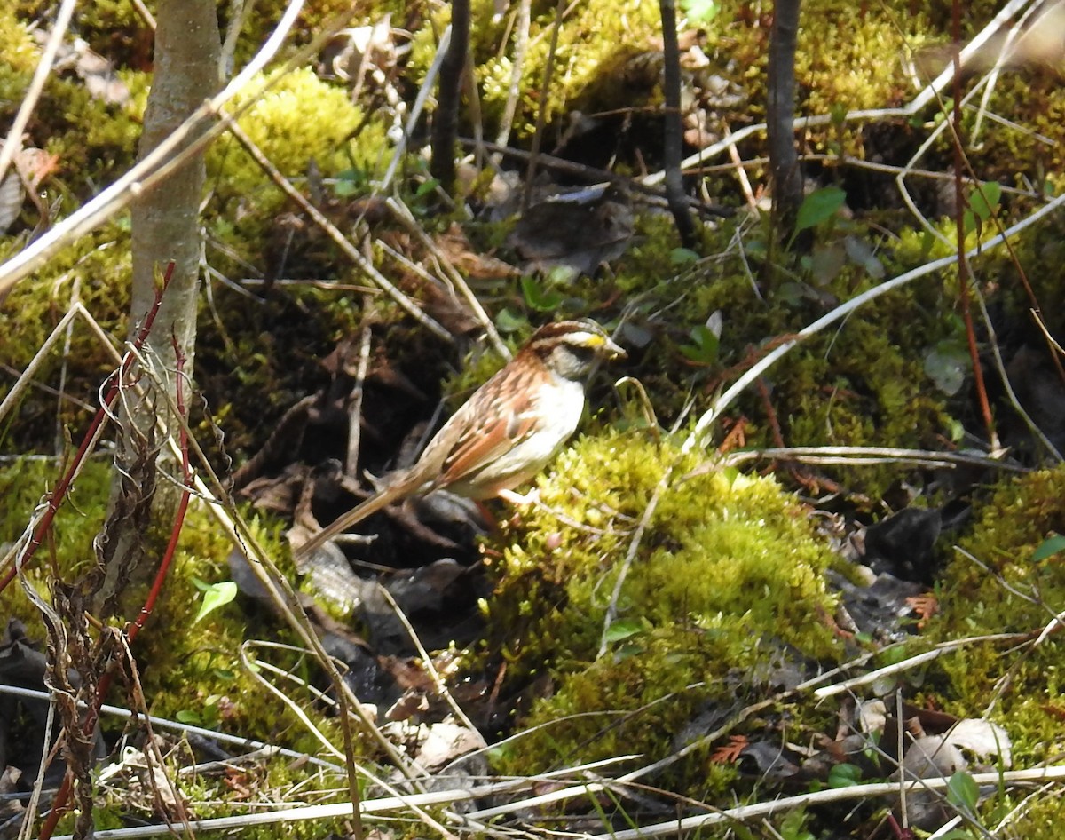 White-throated Sparrow - ML234912541