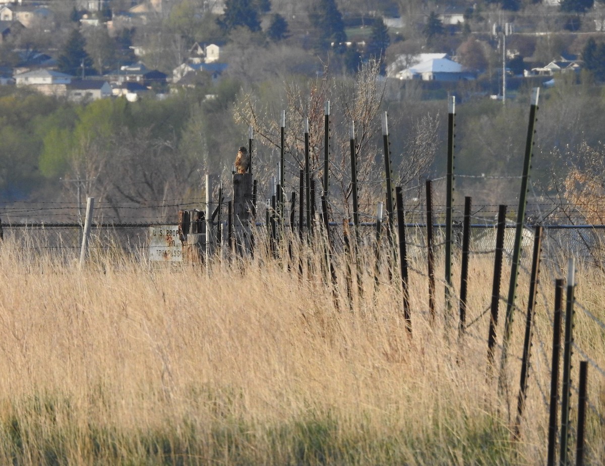 Northern Harrier - Shane Sater