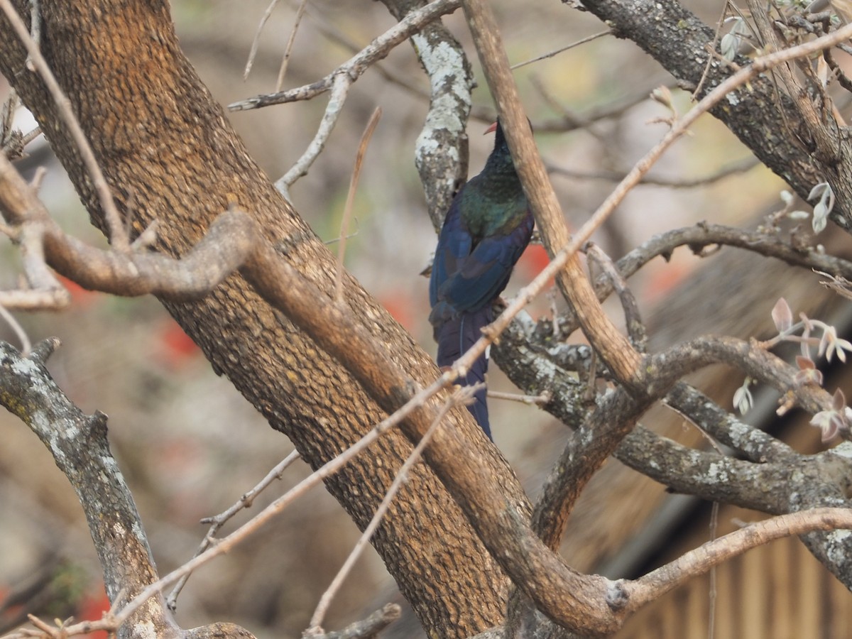 Green Woodhoopoe - ML234913161