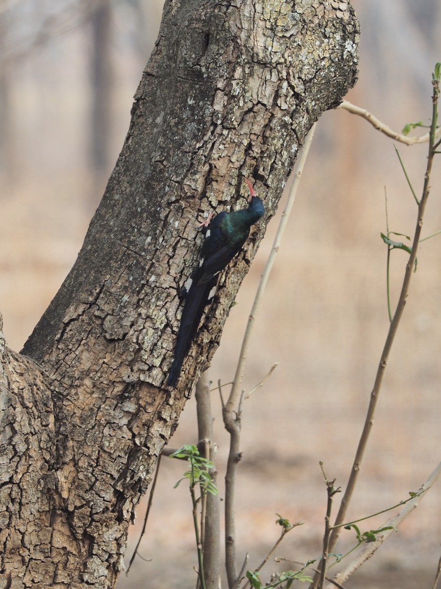 Green Woodhoopoe - ML234913171