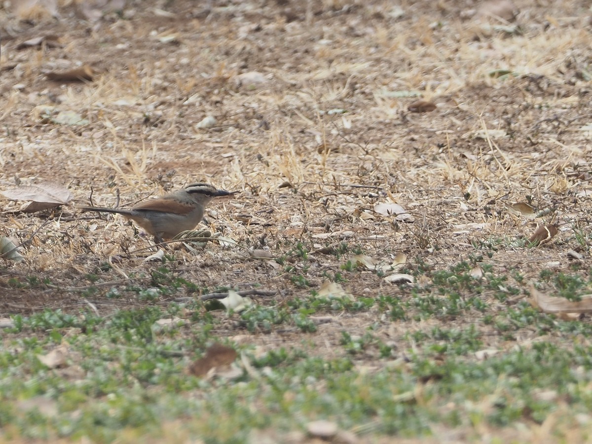 Brown-crowned Tchagra - ML234913181