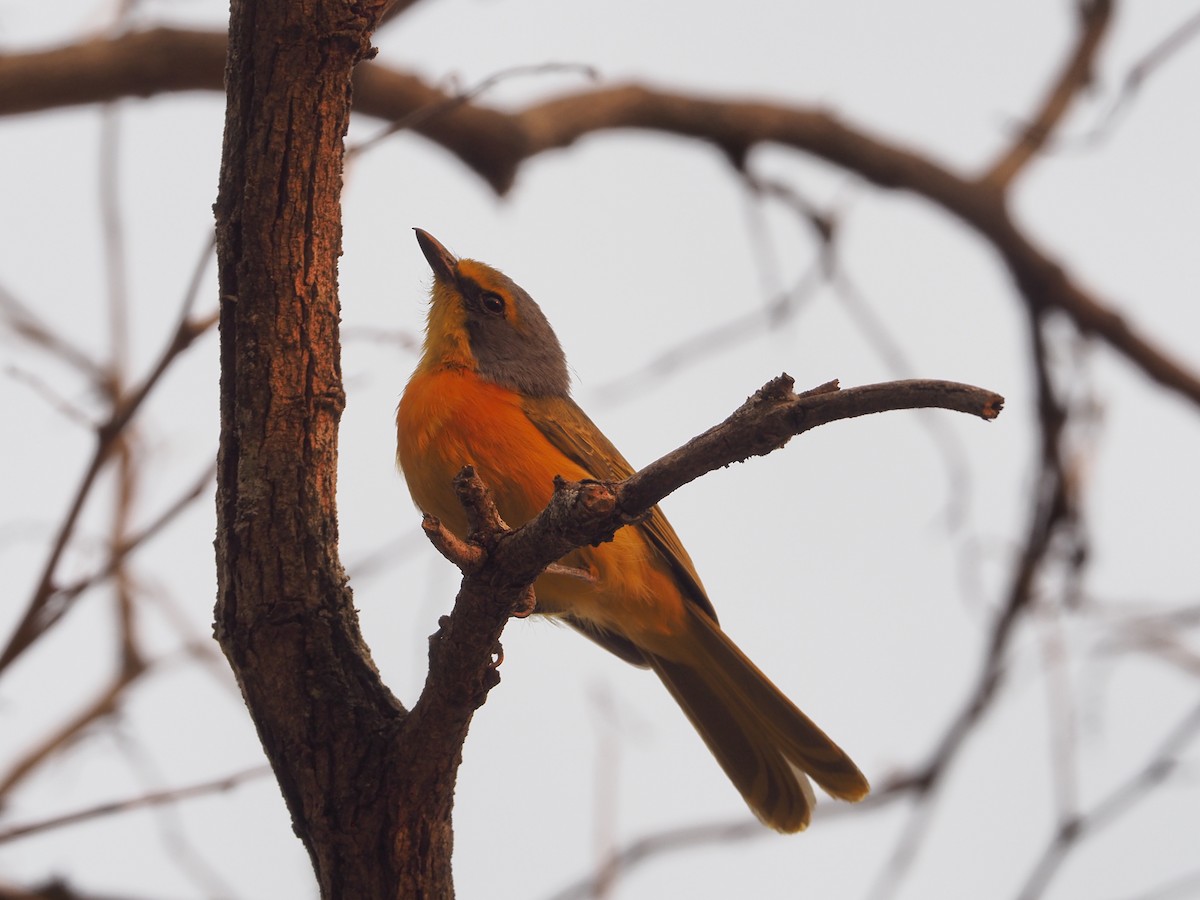 Sulphur-breasted Bushshrike - ML234913231