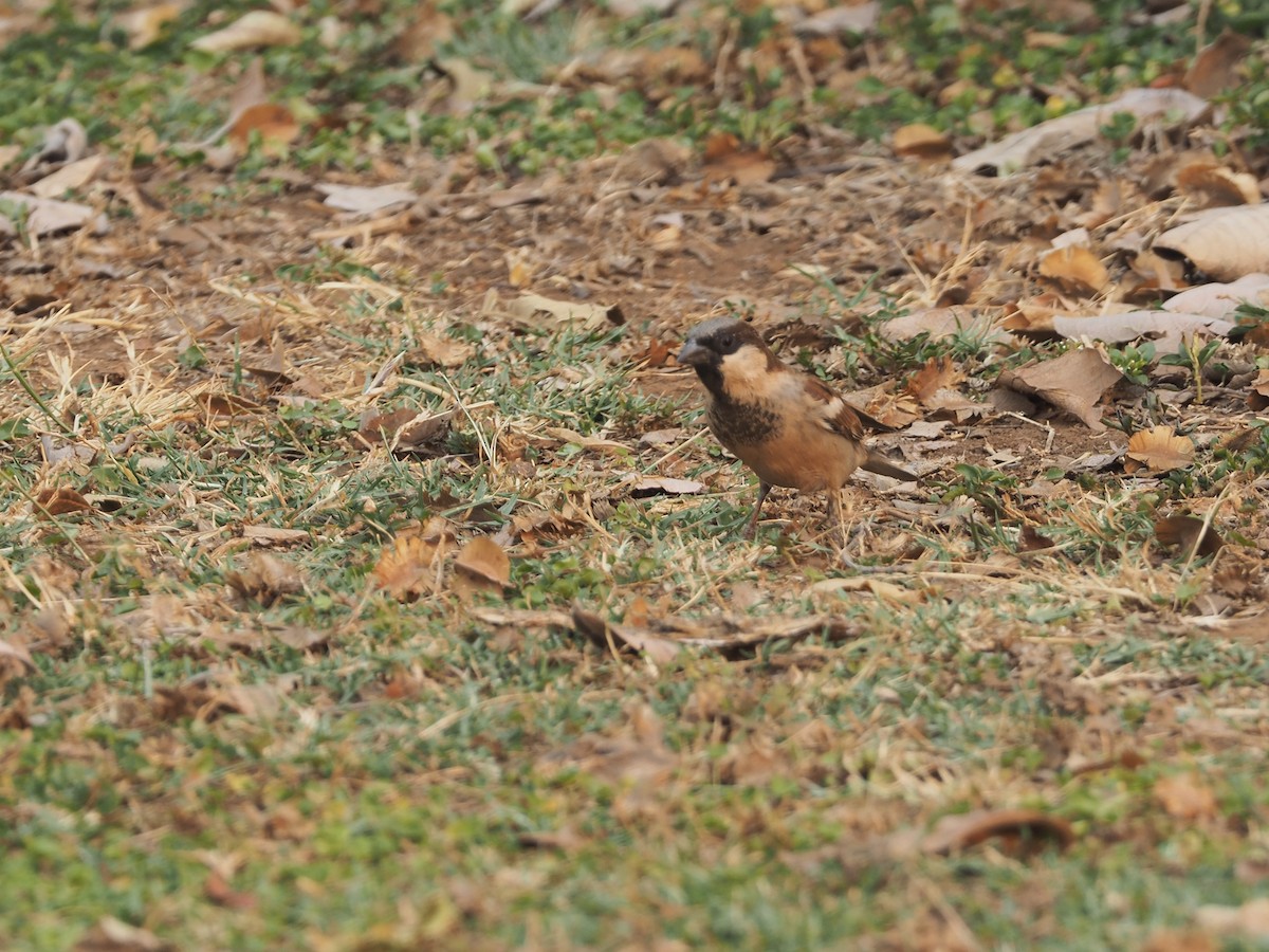 House Sparrow - ML234913301