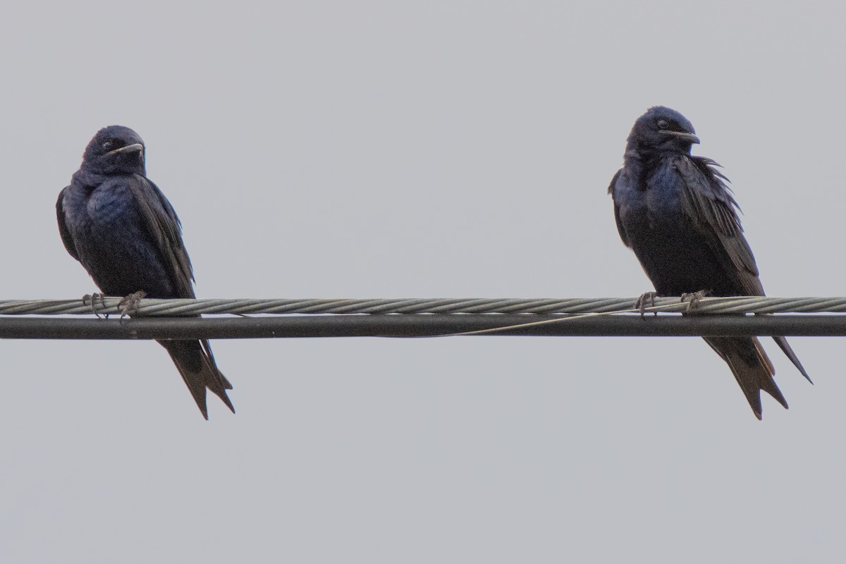 Purple Martin - Dale Bargmann