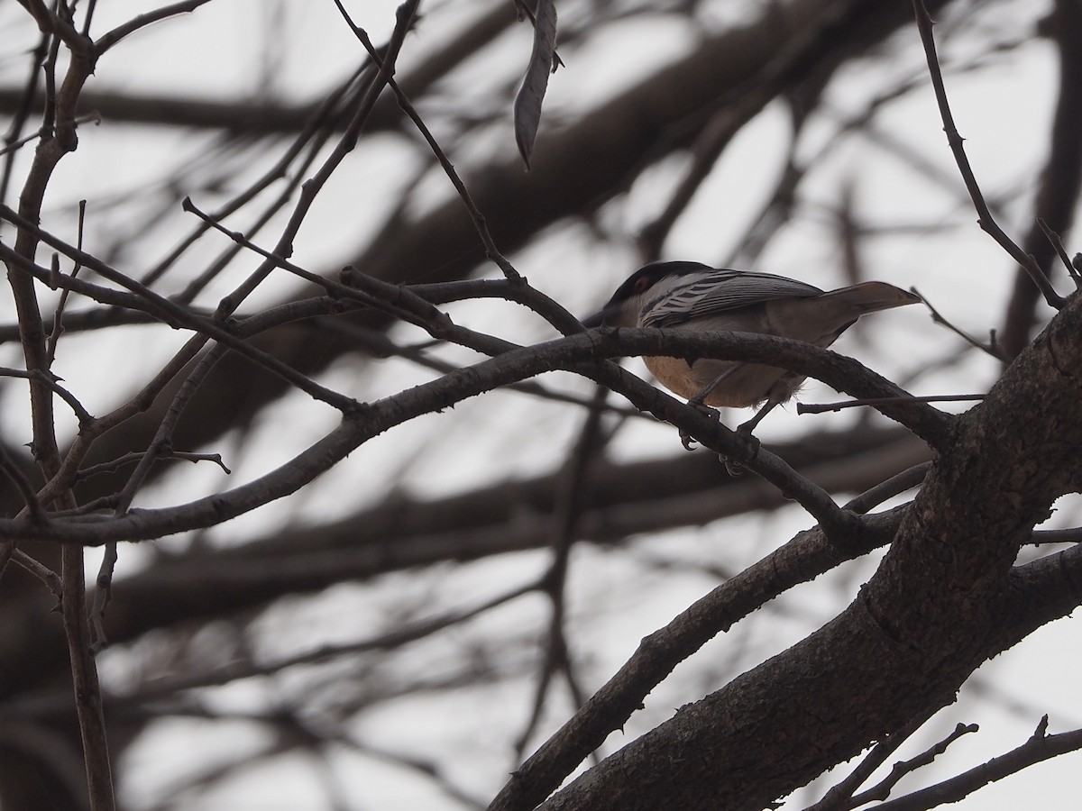 Black-backed Puffback - ML234915431