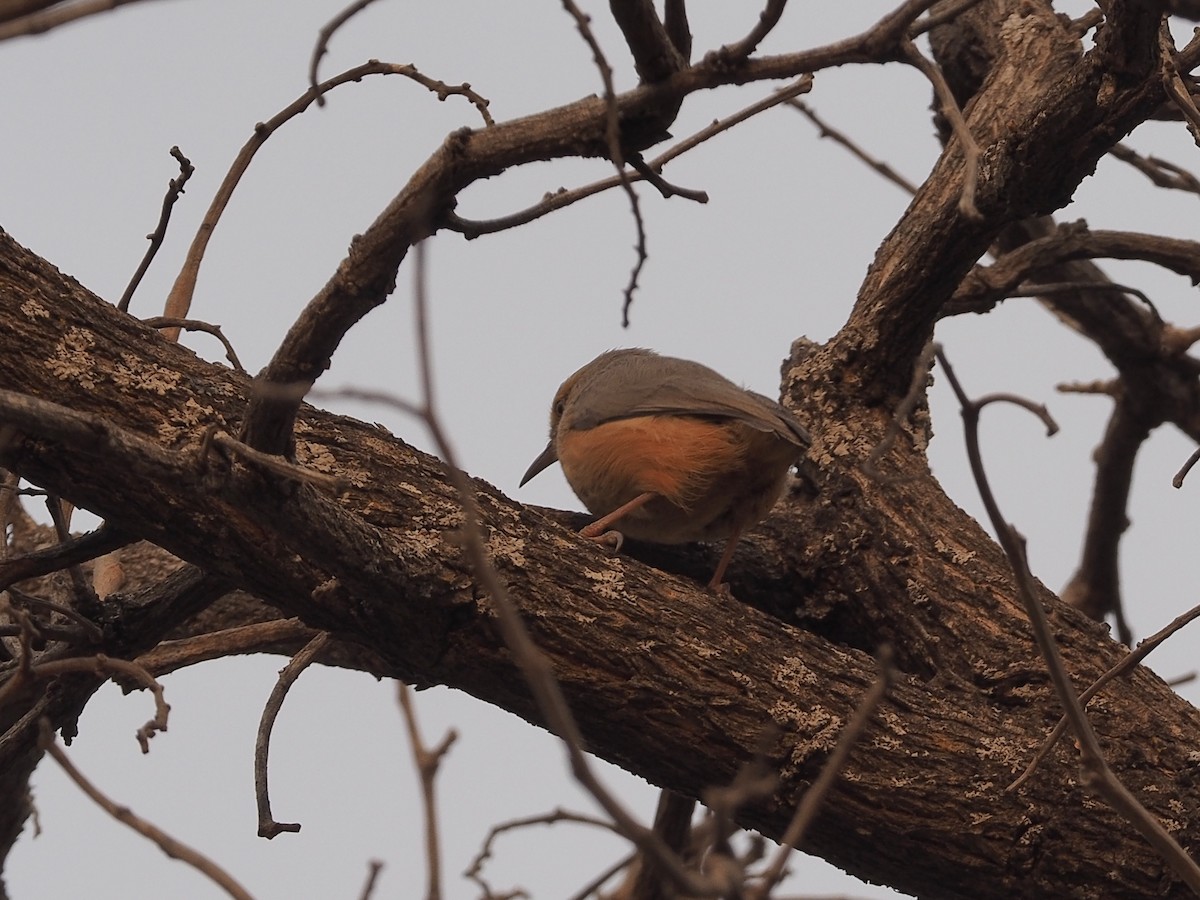 Long-billed Crombec - ML234915521