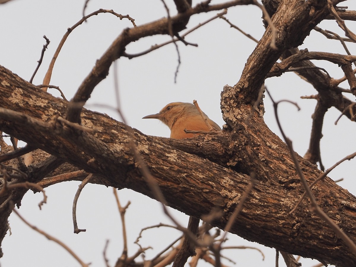 Long-billed Crombec - ML234915531