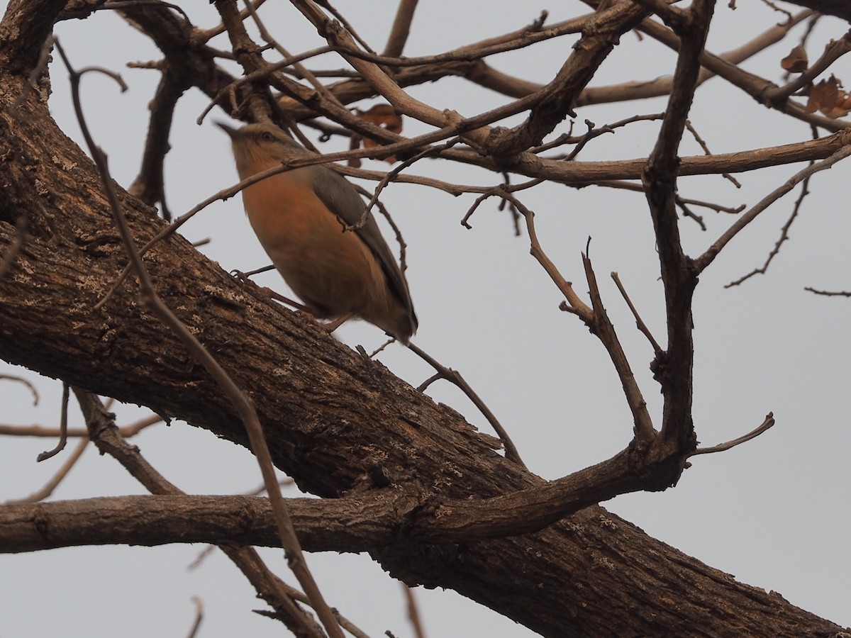 Long-billed Crombec - ML234915541