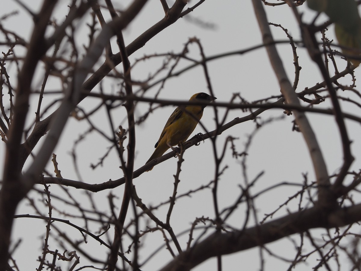 Village Weaver - ML234915561