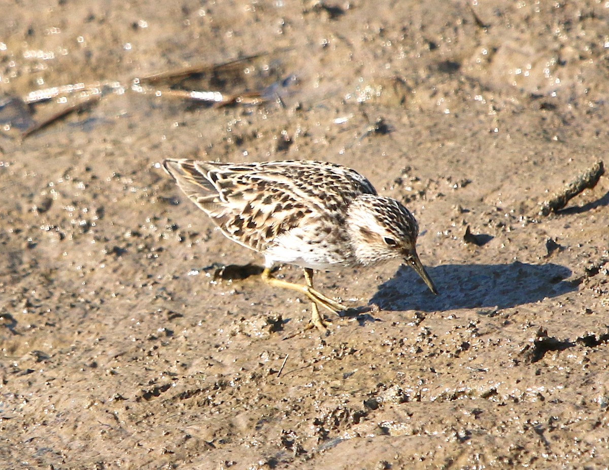 Least Sandpiper - ML234915621