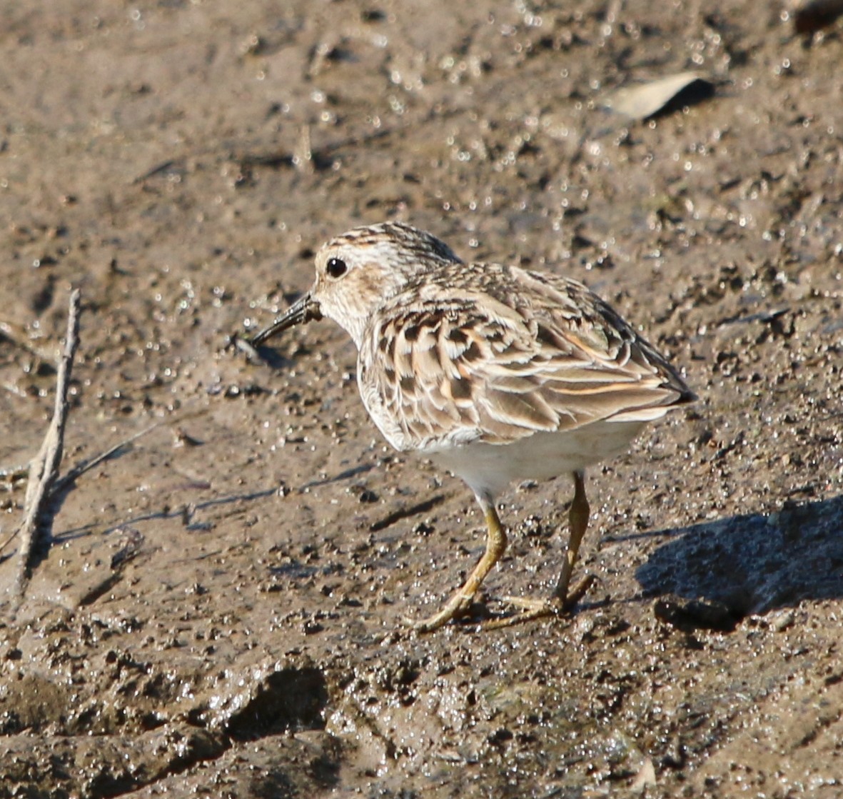 Least Sandpiper - ML234915641