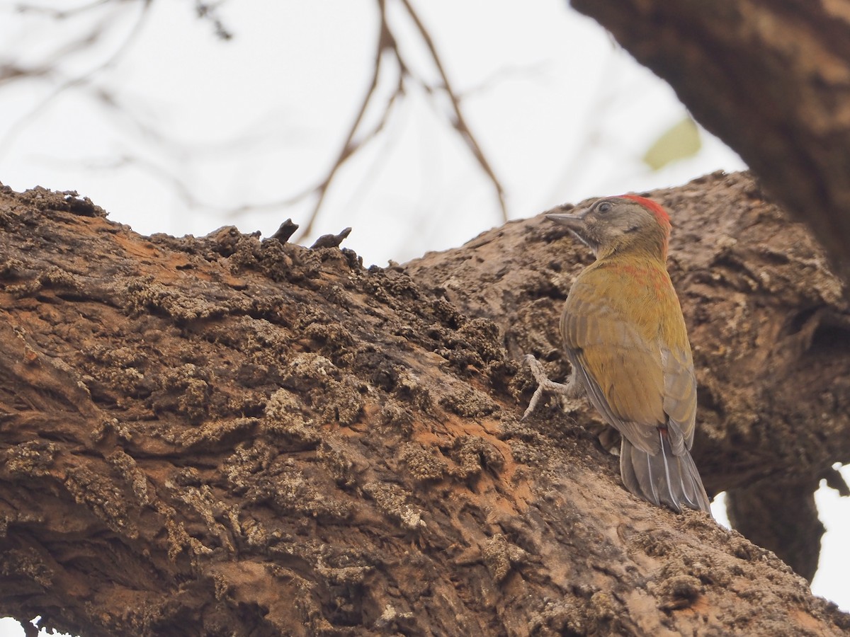 Olive Woodpecker (Red-bellied) - ML234915681