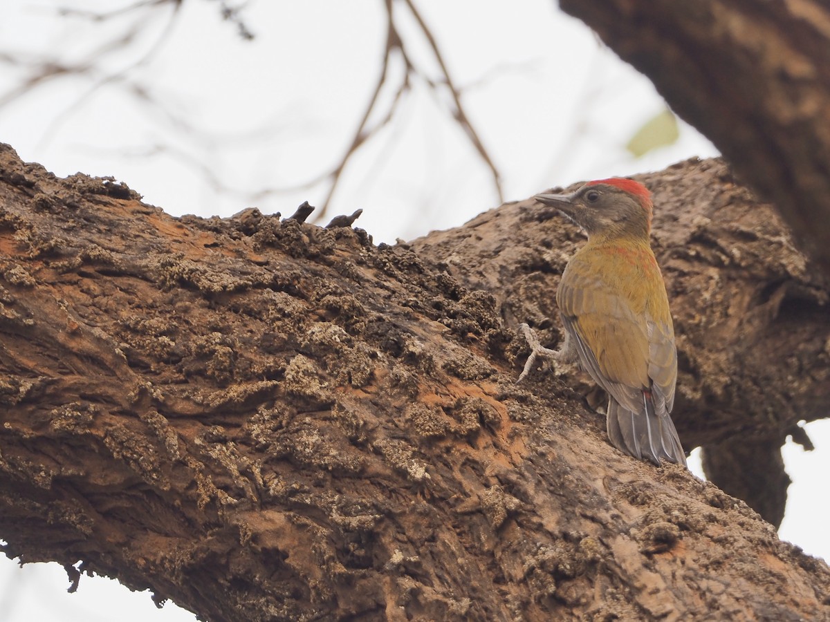 Olive Woodpecker (Red-bellied) - ML234915691