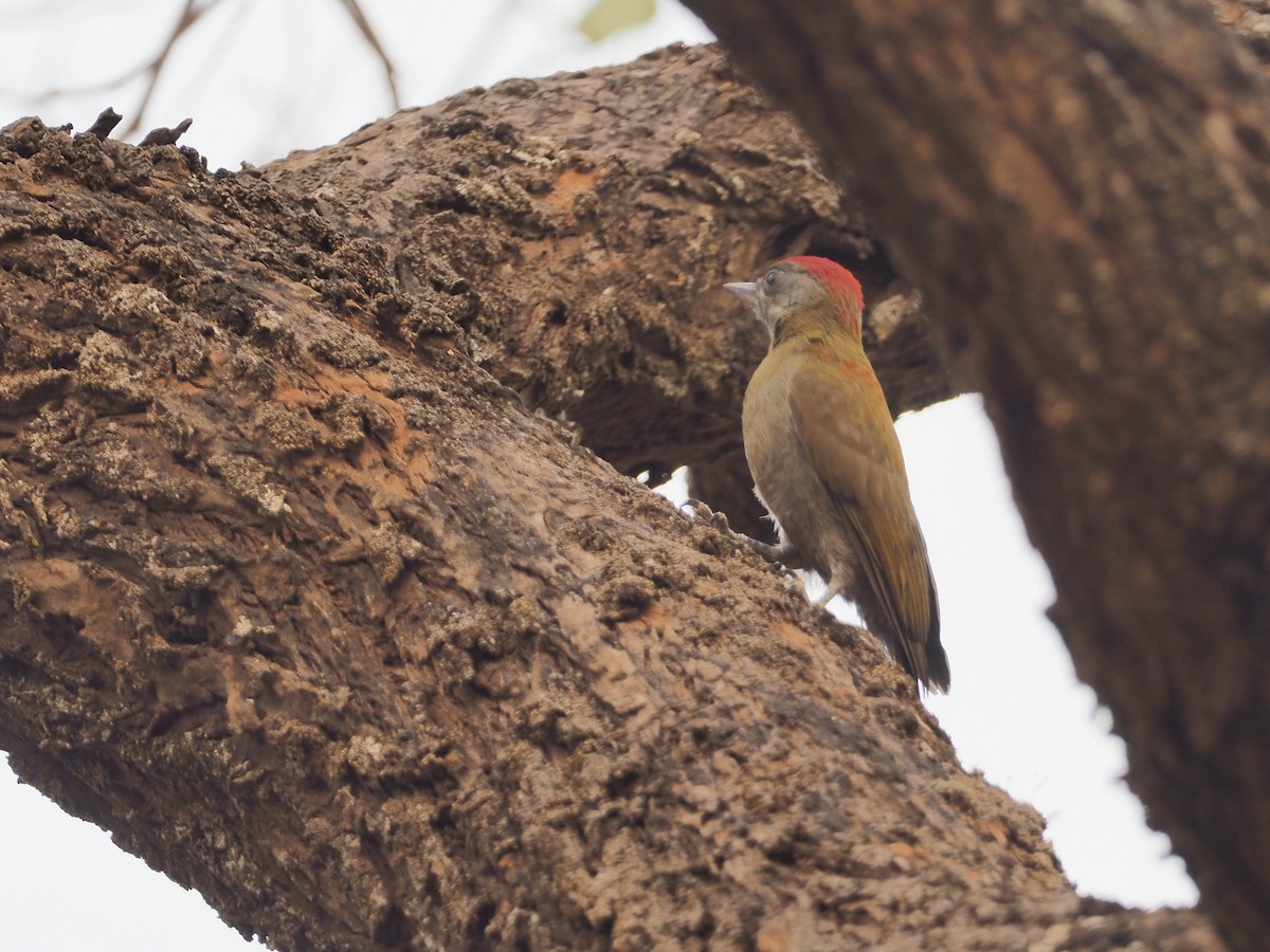 Olive Woodpecker (Red-bellied) - ML234915701