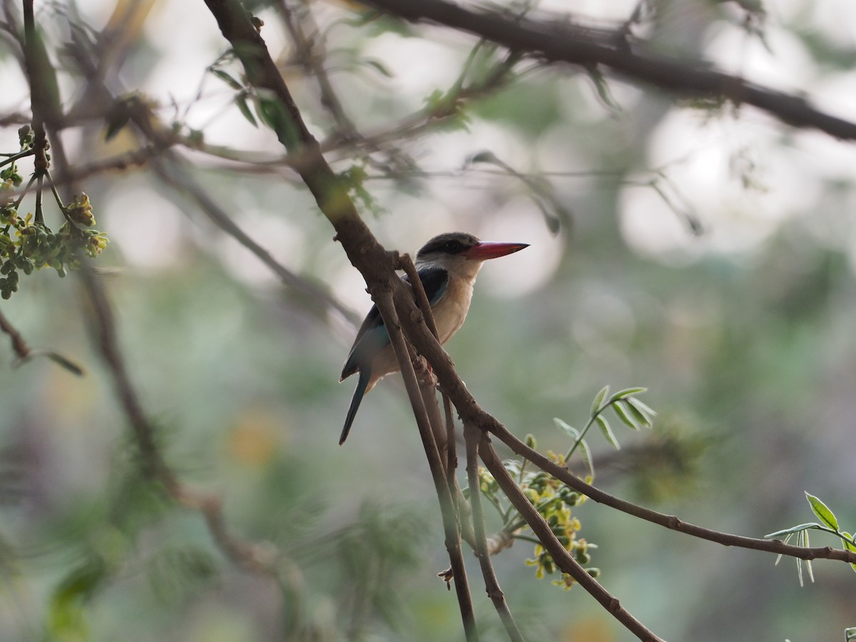 Brown-hooded Kingfisher - ML234915721