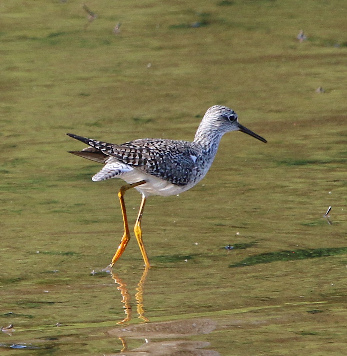 Lesser Yellowlegs - ML234915811