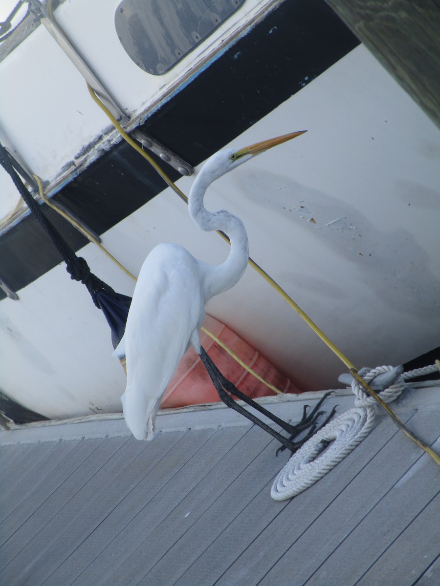 Great Egret - Jayden Schirle