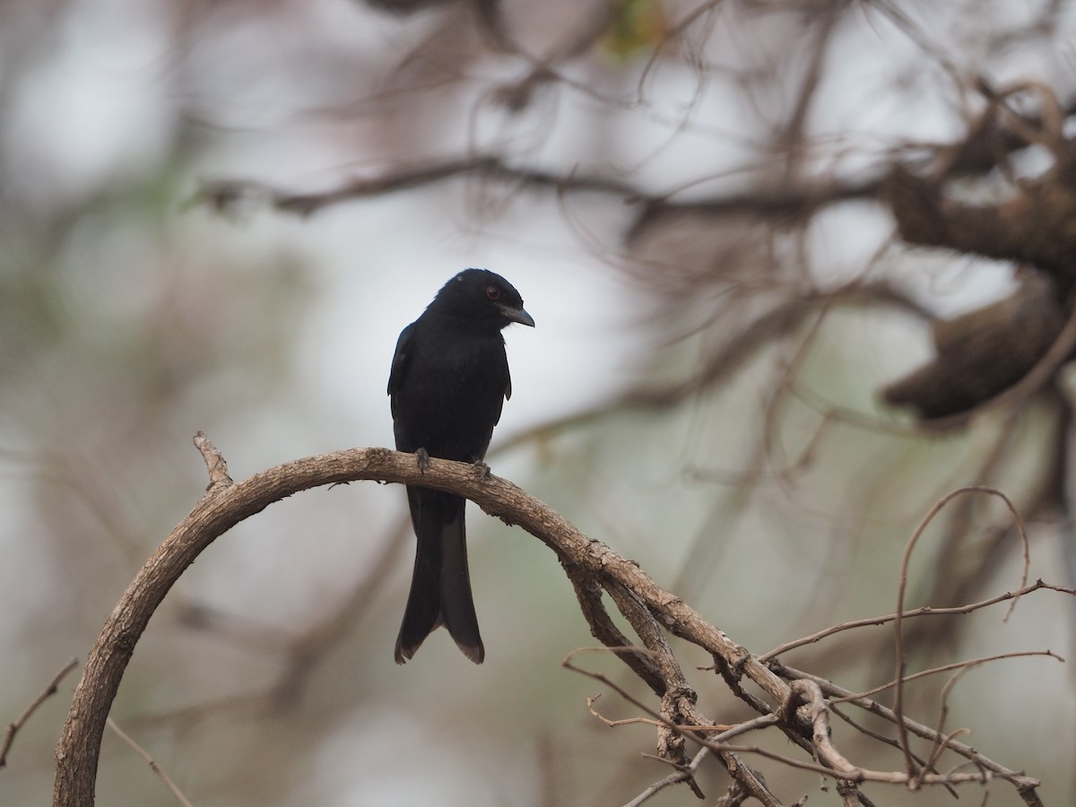 Fork-tailed Drongo - ML234915991