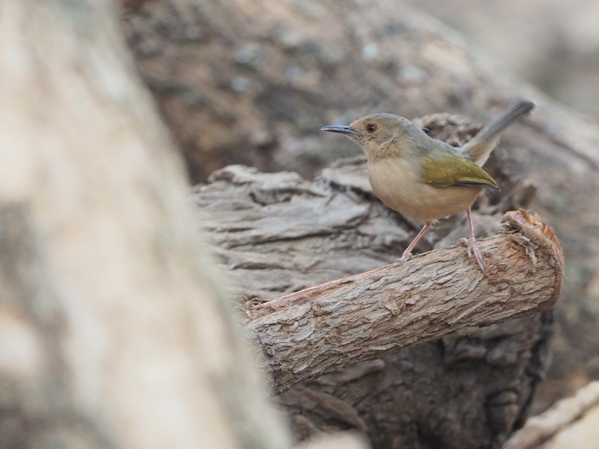 Green-backed Camaroptera (Gray-backed) - ML234916231