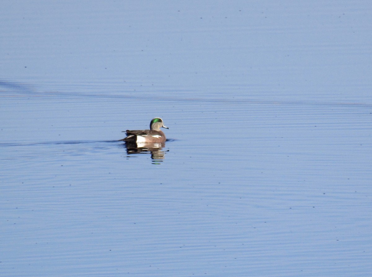 American Wigeon - ML234916321