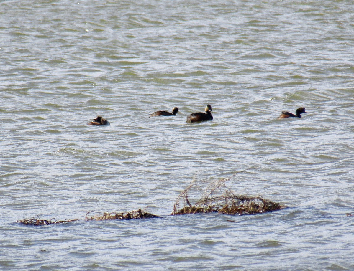 Horned/Eared Grebe - ML234917141