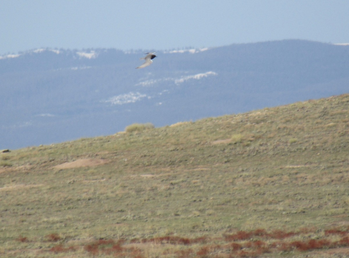 Black Tern - ML234917441