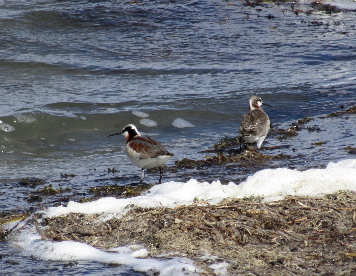 hvithalesvømmesnipe - ML234917461