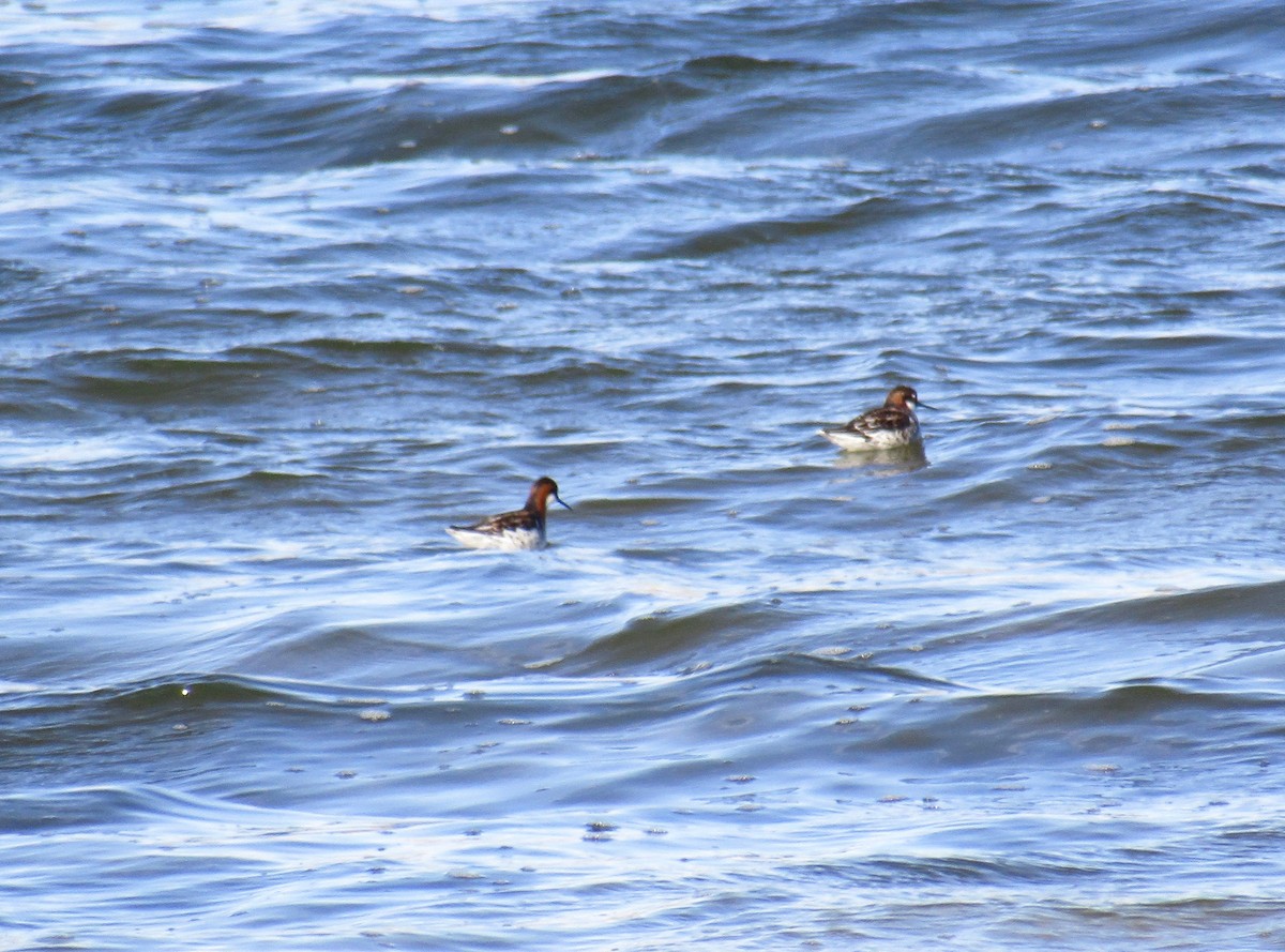 Red-necked Phalarope - Al Zerbe