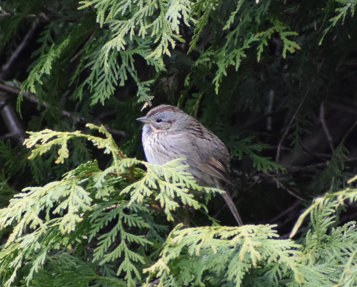 Lincoln's Sparrow - ML234919761