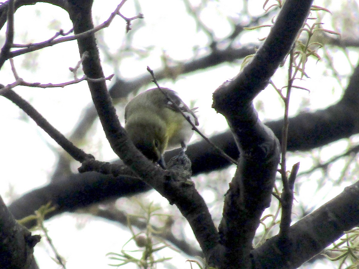 Yellow-throated Vireo - ML234920291